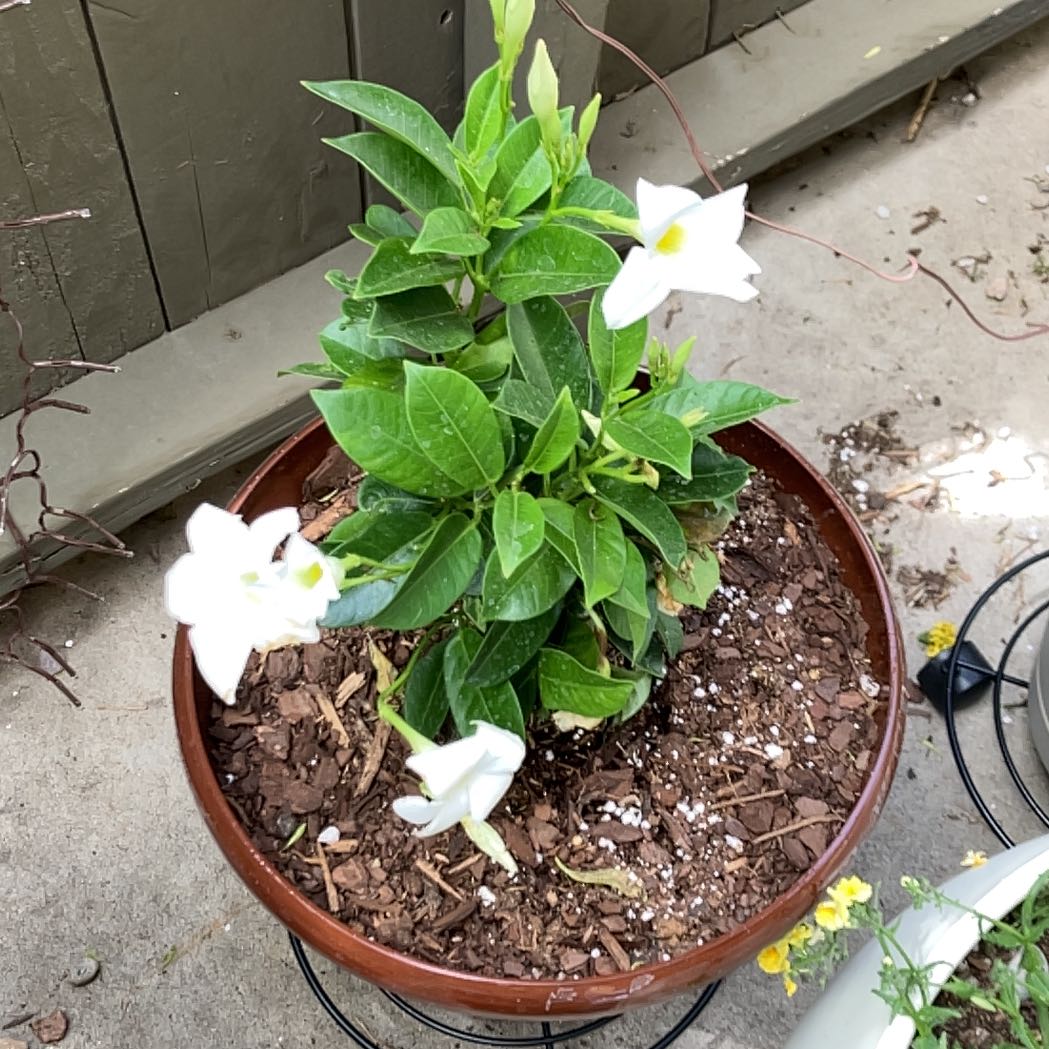 Photo of the plant species Dipladenia 'Rio' by @PorchHeaven7 named Gomez on Greg, the plant care app