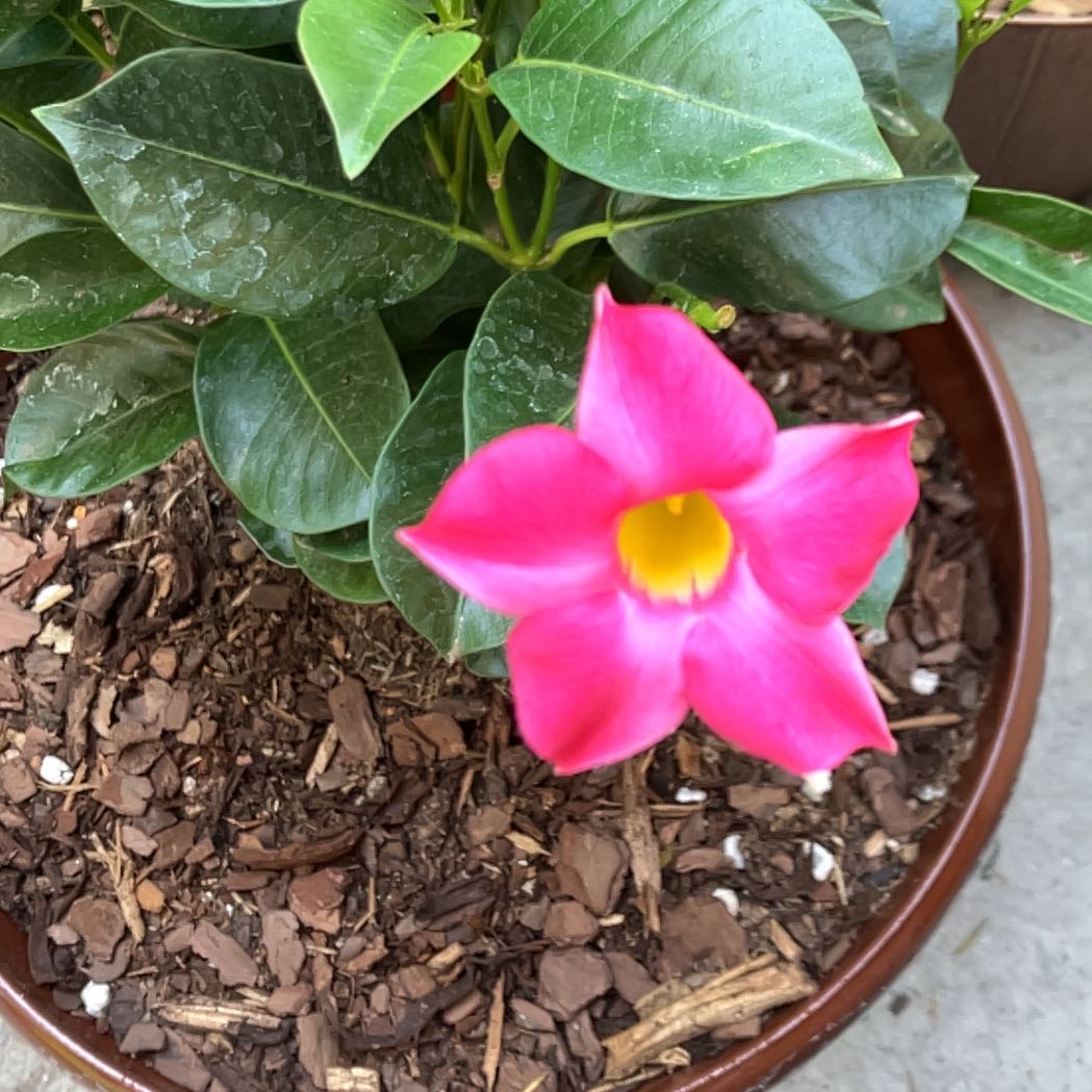 Photo of the plant species Pink Dipladenia by @PorchHeaven7 named Aria on Greg, the plant care app