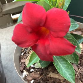 Photo of the plant species Sundenia Red Dipladenia by @PorchHeaven7 named Planty on Greg, the plant care app