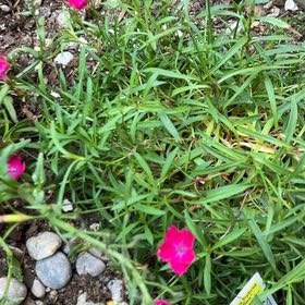 Photo of the plant species Dianthus by @PorchHeaven7 named Huckleberry Fern on Greg, the plant care app