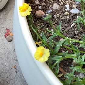 Photo of the plant species Nemesia Sunsatia by @PorchHeaven7 named Sigmund on Greg, the plant care app