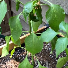 Photo of the plant species Hatch Chile by @PorchHeaven7 named Leonardo on Greg, the plant care app