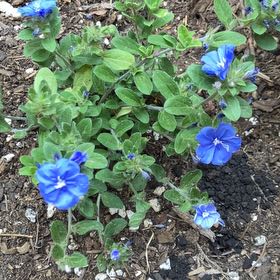 Photo of the plant species Dwarf Morning-Glory by @PorchHeaven7 named Bieber on Greg, the plant care app