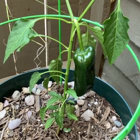 Photo of the plant species Poblano Pepper by @PorchHeaven7 named Michelle Branch on Greg, the plant care app