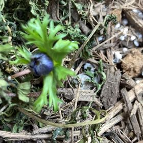 Photo of the plant species Blue Anemone by @PorchHeaven7 named Leaf Erickson on Greg, the plant care app