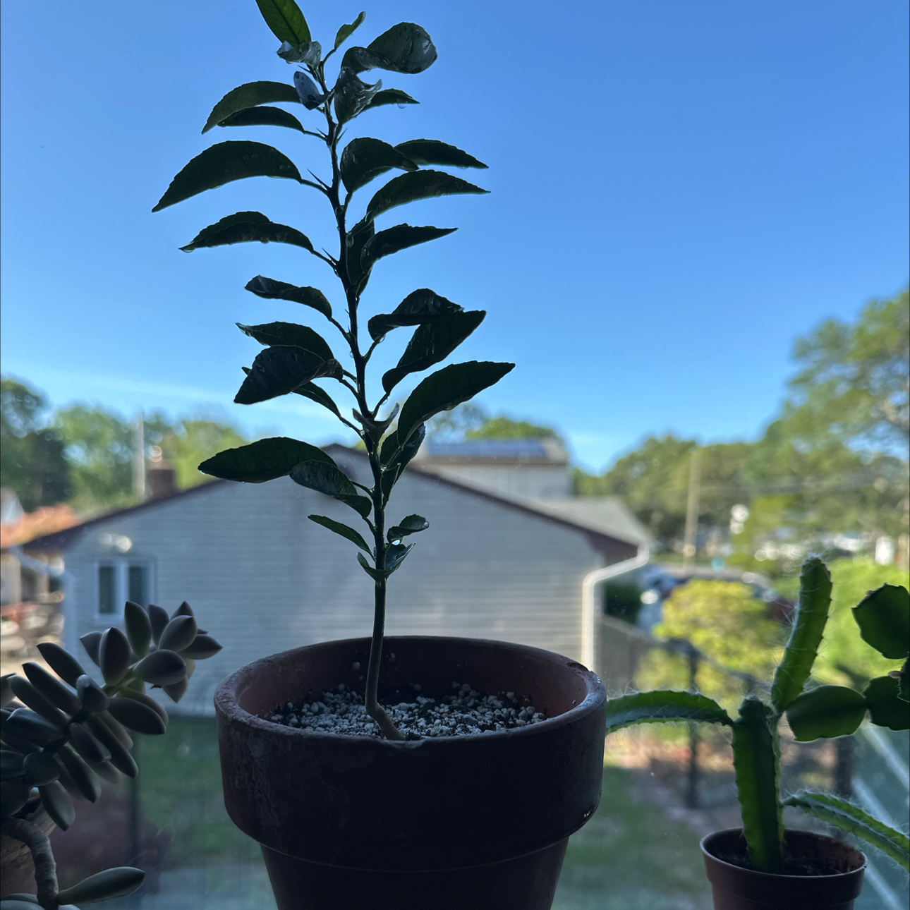 Photo of the plant species Clementine by Alex named Rainier on Greg, the plant care app