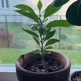 Photo of the plant species Clementine by Alex named Girlfrond on Greg, the plant care app
