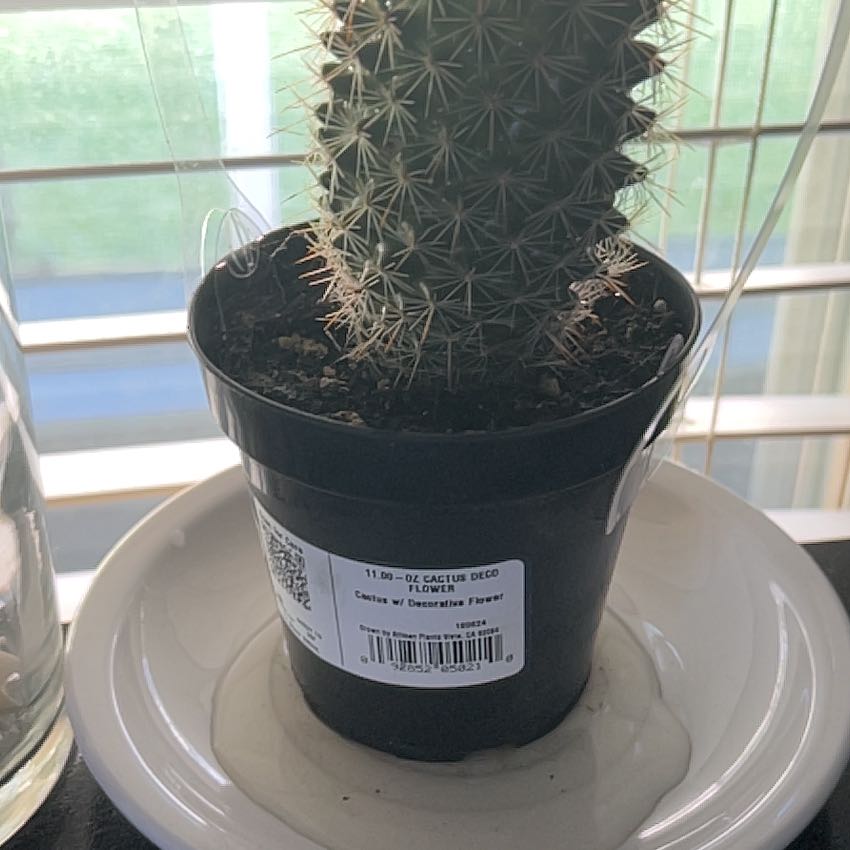 Photo of the plant species Chihuahuan Beehive by @AcuminousNeem46 named Harper on Greg, the plant care app