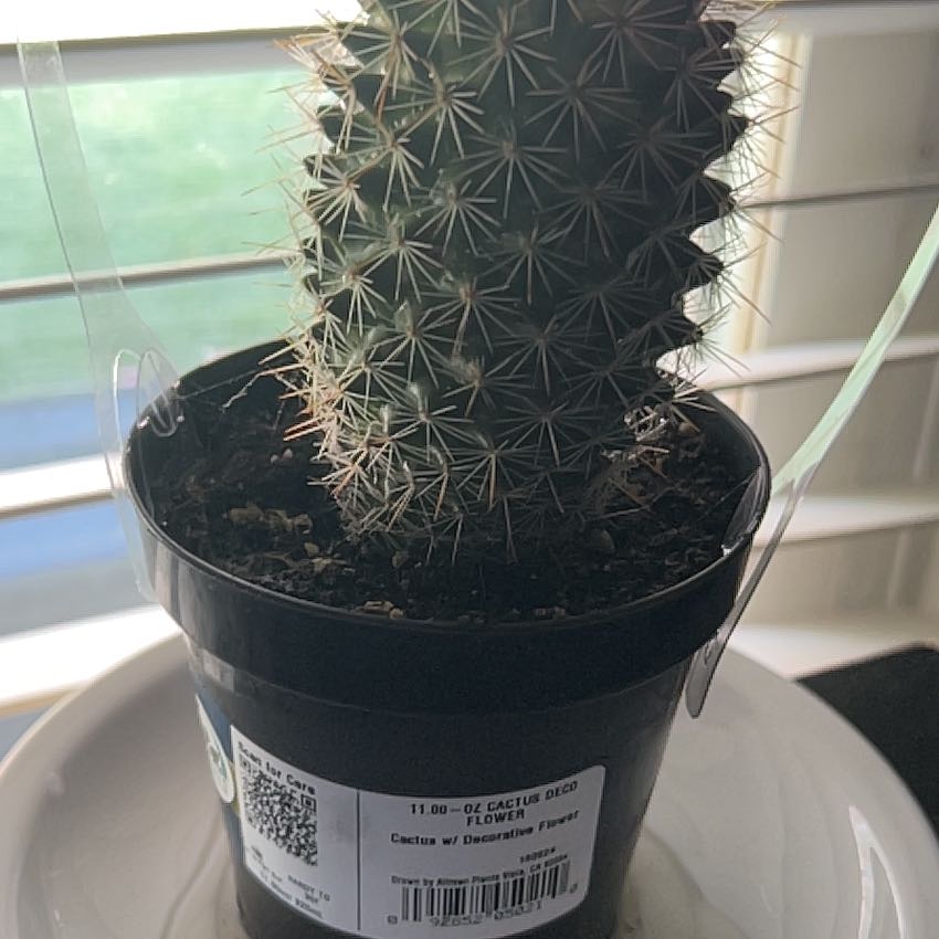 Photo of the plant species Chihuahuan Beehive by @AcuminousNeem46 named Osmo on Greg, the plant care app