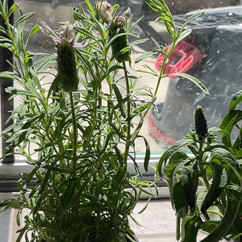 Photo of the plant species Spanish Lavendar by @MatureGalega named Kendall on Greg, the plant care app