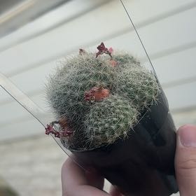Photo of the plant species Rebutia minuscula by @ProWeed46 named Cactus on Greg, the plant care app