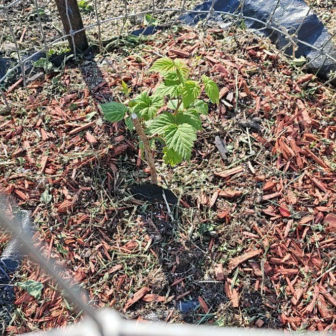 Photo of the plant species European Red Raspberry by @LastingRadish93 named Scarlett on Greg, the plant care app