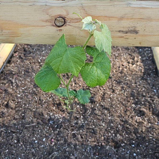Photo of the plant species Mustang Grape by @LastingRadish93 named Mochi on Greg, the plant care app
