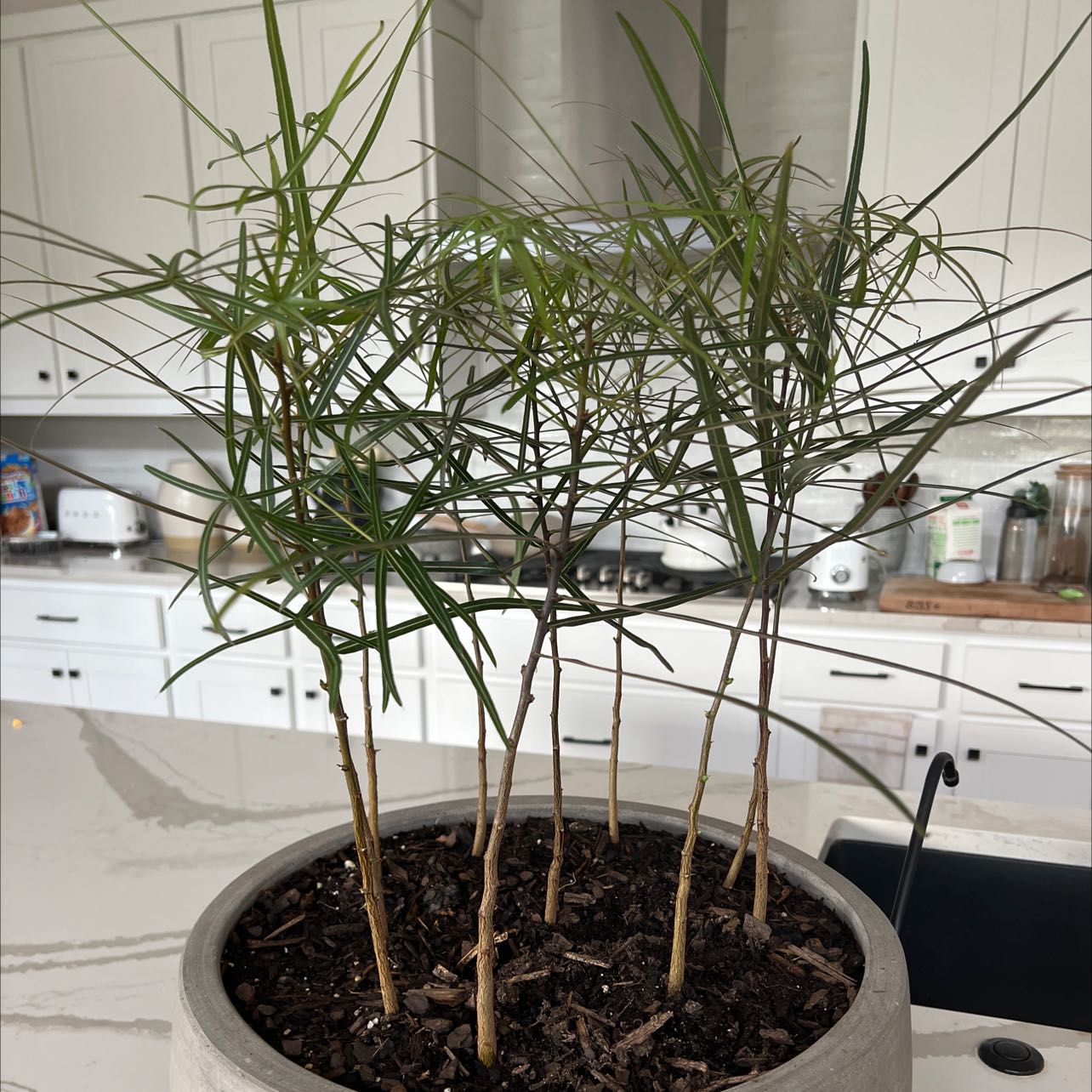 Buddha Belly Plant with multiple stems in a pot on a kitchen counter.
