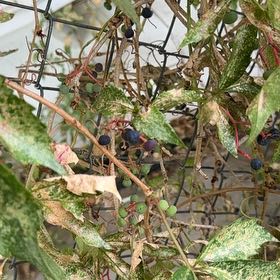 Photo of the plant species Virginia Creeper by @KeyVetiver35 named Bieber on Greg, the plant care app