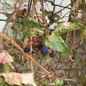 Photo of the plant species Virginia Creeper by @KeyVetiver35 named Muhammad Ali on Greg, the plant care app