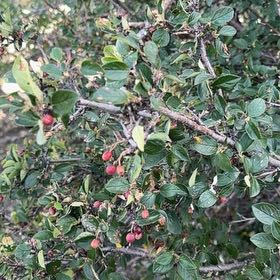 Photo of the plant species Rockspray Cotoneaster by @KeyVetiver35 named Demi on Greg, the plant care app