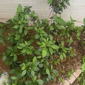 Photo of the plant species Spreading Pellitory by @WorkableLithop9 named Robert Plant on Greg, the plant care app