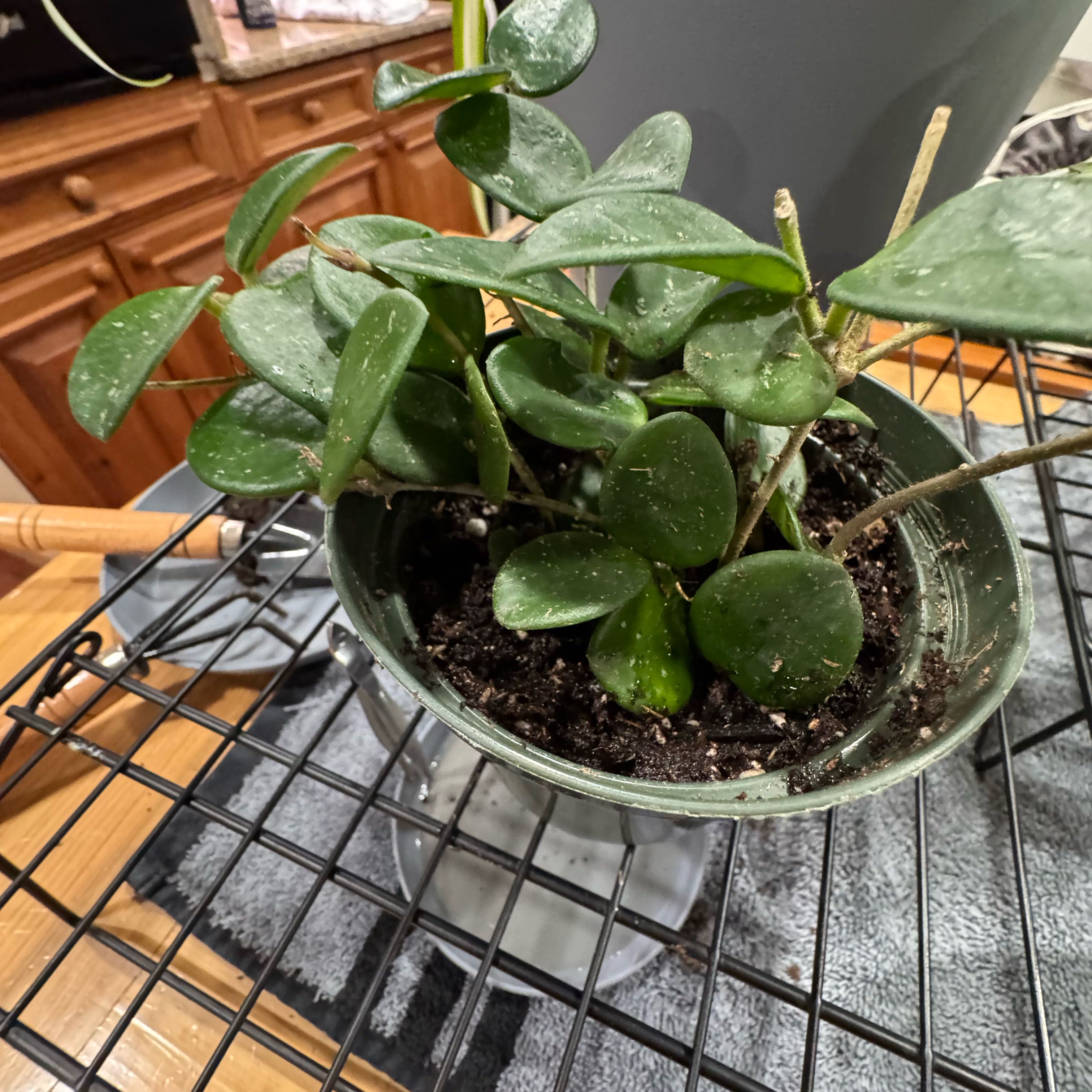 Photo of the plant species Waxplant by @BrightAchiote14 named Duke on Greg, the plant care app