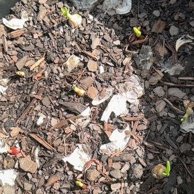 Photo of the plant species Red Onion by @ForeverComet46 named Tolkien on Greg, the plant care app