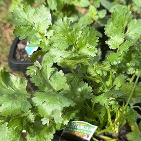 Photo of the plant species cilantro by @ForeverComet46 named Khaleesi on Greg, the plant care app