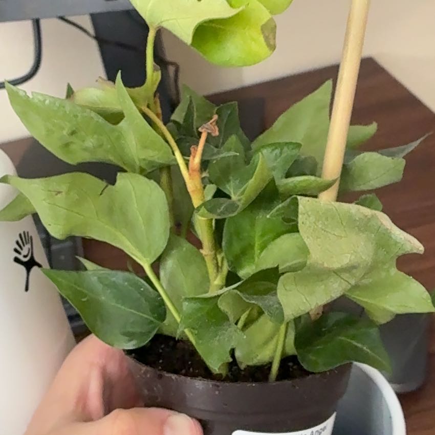Photo of the plant species Tree ivy by @WillFicus0 named Tree on Greg, the plant care app