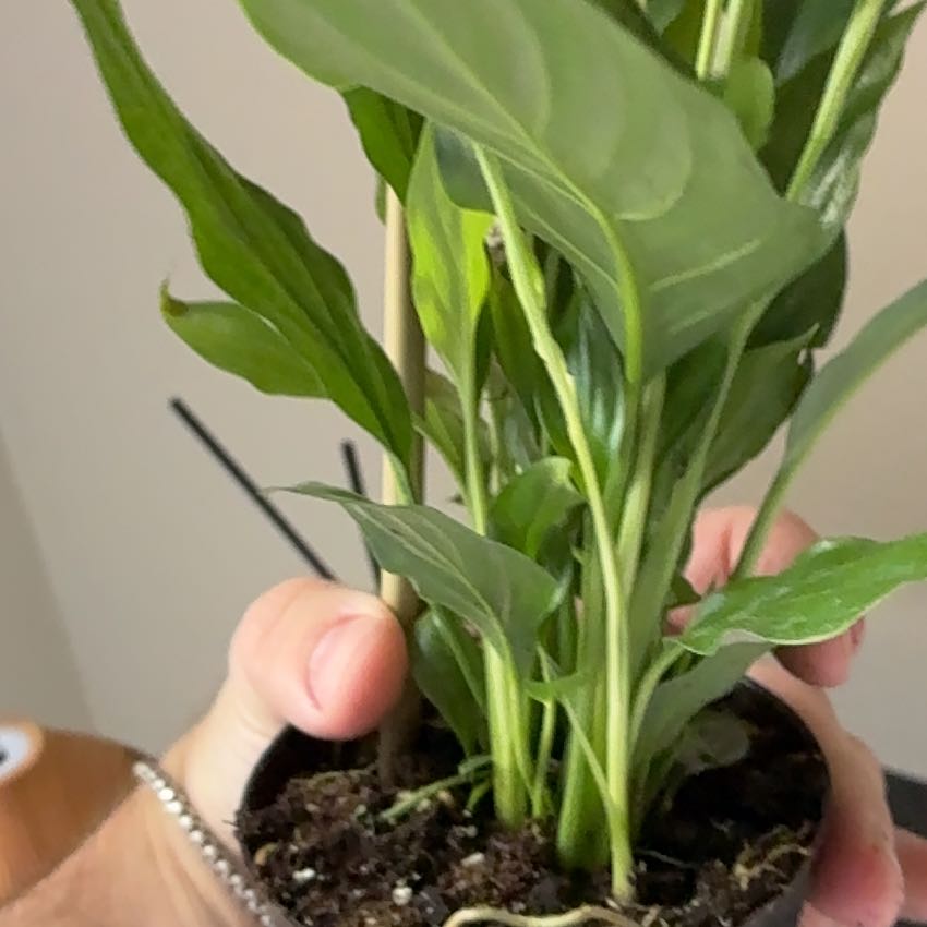 Photo of the plant species Peace Lily by @WillFicus0 named Morgan Treeman on Greg, the plant care app