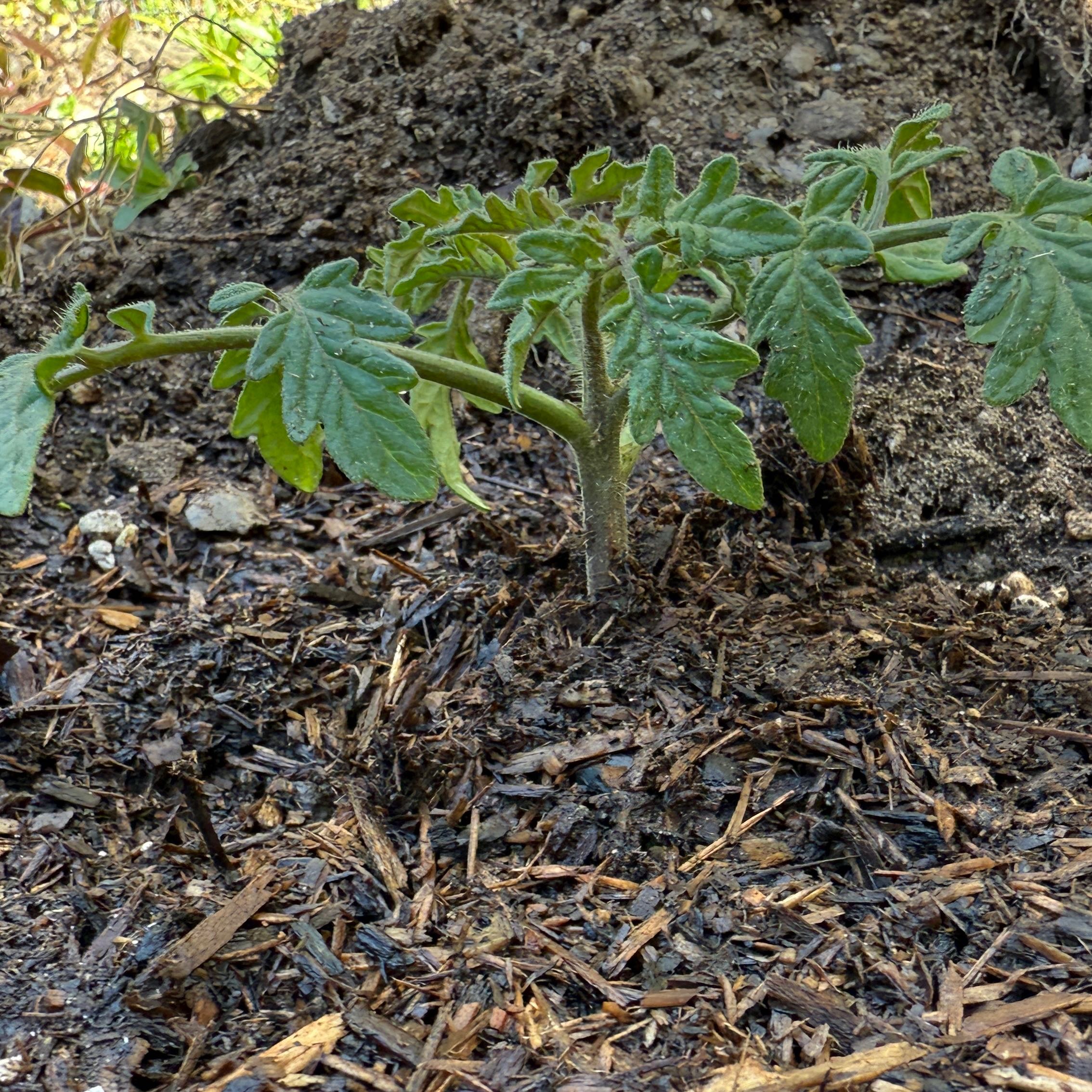 Photo of the plant species Cherokee Purple Tomato by @PetBarley73 named Harmony on Greg, the plant care app