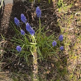 Photo of the plant species Grape Hyacinth by @MajorWhitlavia2 named Figyonce on Greg, the plant care app
