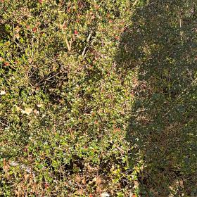 Photo of the plant species Wire Nettingbush by @MajorWhitlavia2 named Rihanna on Greg, the plant care app
