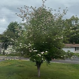 Photo of the plant species Kousa Dogwood by @MajorWhitlavia2 named Pax on Greg, the plant care app