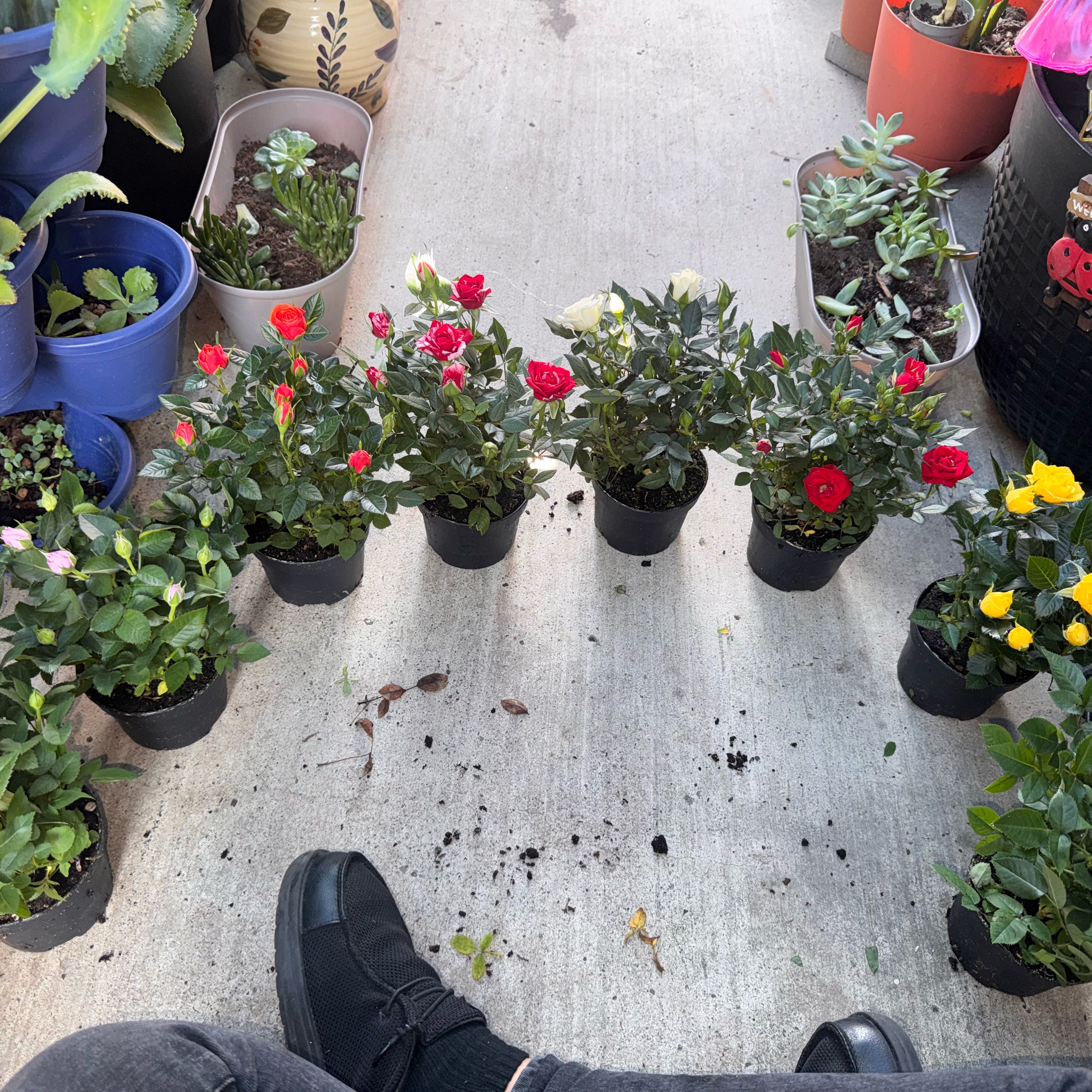 Photo of the plant species Rose by @SharpSedumogon0 named Gates on Greg, the plant care app