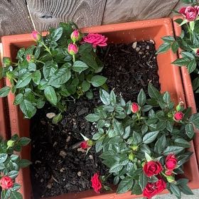 Photo of the plant species Japanese Rose by @SharpSedumogon0 named Forrest on Greg, the plant care app