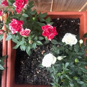 Photo of the plant species Japanese Rose by @SharpSedumogon0 named McKinley on Greg, the plant care app