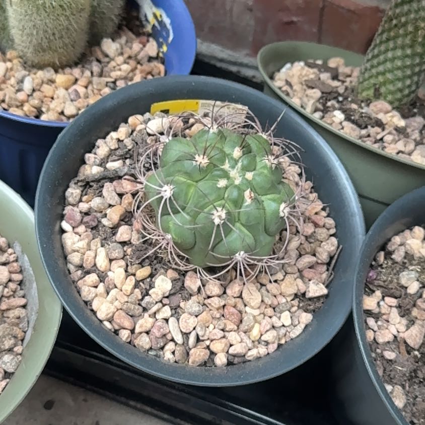 Photo of the plant species Thelocactus hexaedrophorus by @SharpSedumogon0 named Marilyn on Greg, the plant care app