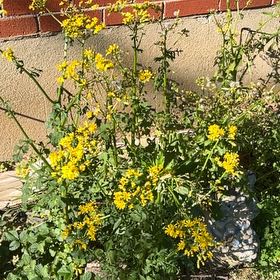 Photo of the plant species Butterweed by @GladSaguaro50 named Mollie on Greg, the plant care app