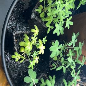 Photo of the plant species Texas Bluebonnet by @Kca0005 named Marley on Greg, the plant care app