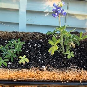 Photo of the plant species Texas Bluebonnet by @Kca0005 named Macon on Greg, the plant care app