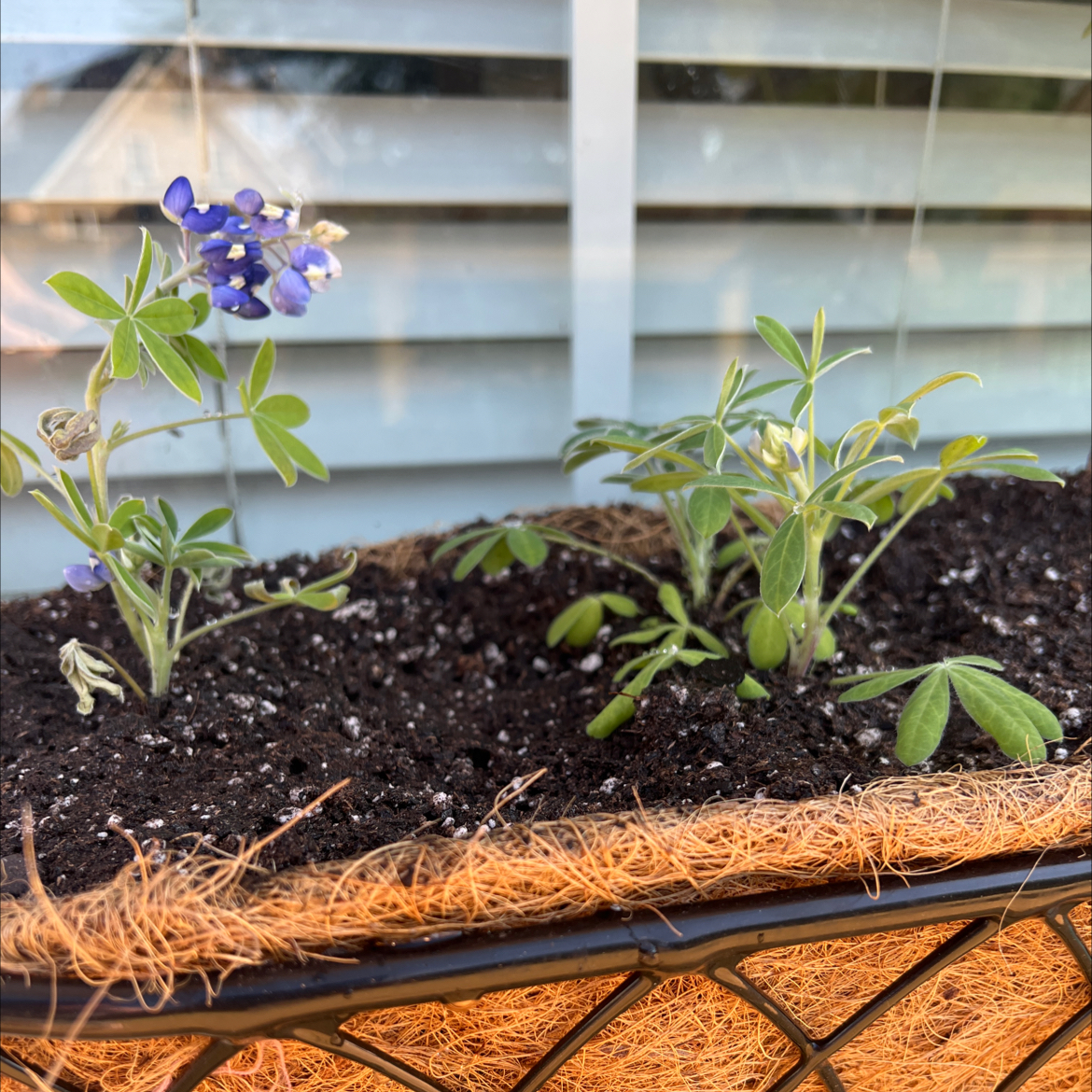 Photo of the plant species Texas Bluebonnet by @Kca0005 named Marley on Greg, the plant care app