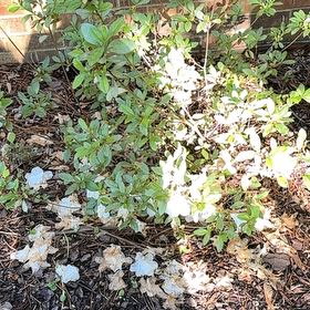 Photo of the plant species Western Azalea by @BuffChilli4 named Gobi on Greg, the plant care app