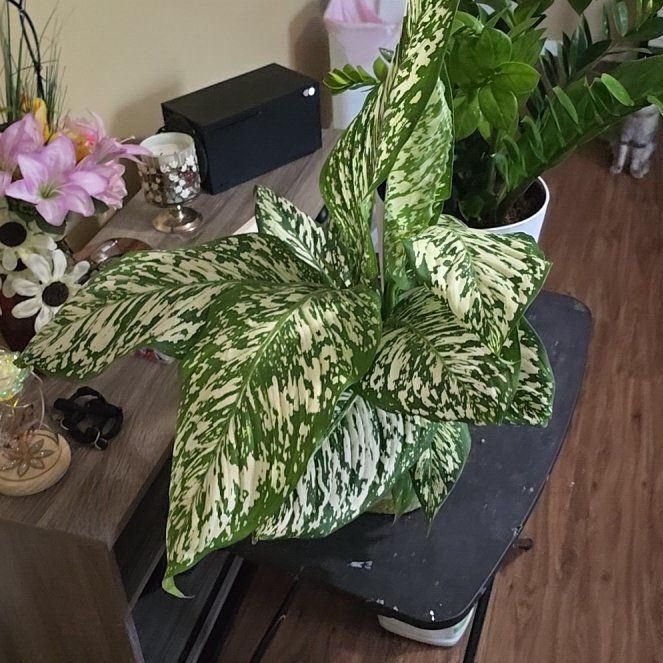 Photo of the plant species White Etna Dieffenbachia by @KookyIvygourd40 named Nemo on Greg, the plant care app