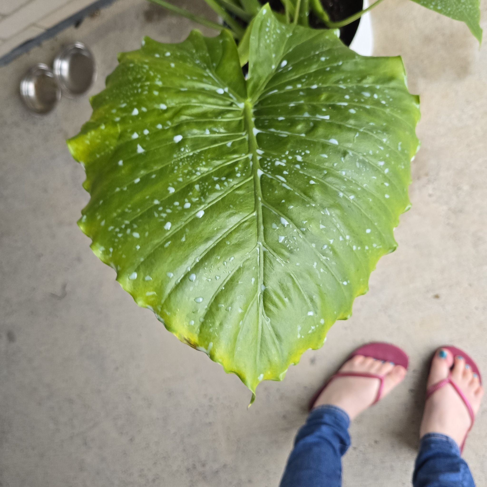 Photo of the plant species Elephant Ear by @KookyIvygourd40 named Lola on Greg, the plant care app