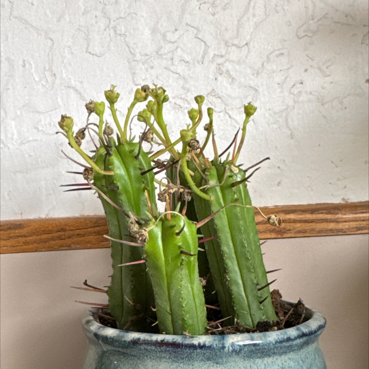 Photo of the plant species Euphorbia 'Prickly Pickle' by @CourteousMostii named Little Green Men on Greg, the plant care app