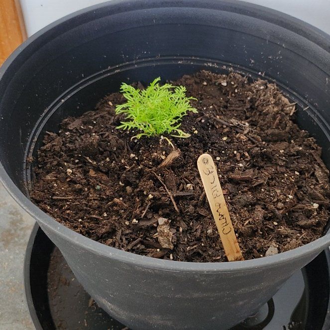 Photo of the plant species Chamomile by @FullDaisy67 named Lavender on Greg, the plant care app