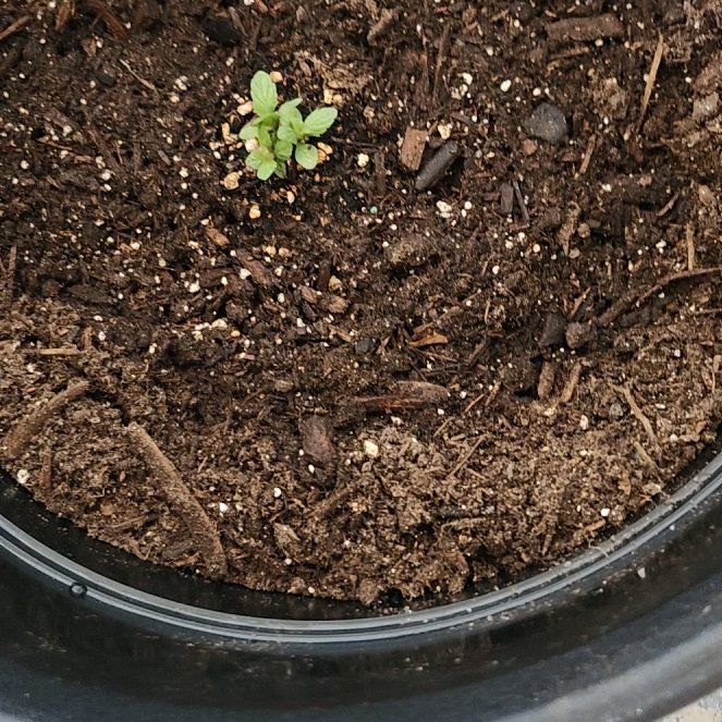 Photo of the plant species Giant Hyssop by @FullDaisy67 named Tupot amaroot on Greg, the plant care app