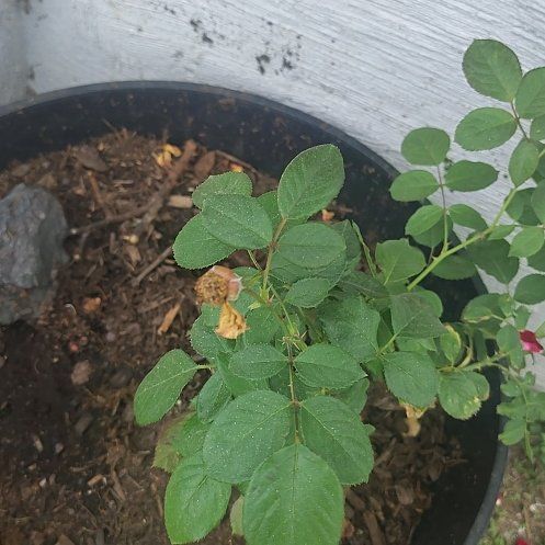 Photo of the plant species Multiflora Rose by @FullMizuna27 named Aristotle on Greg, the plant care app