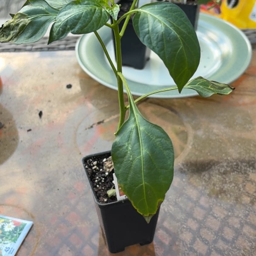 Photo of the plant species Cubanelle Pepper by @ChirpyGrass24 named Sproutacus on Greg, the plant care app