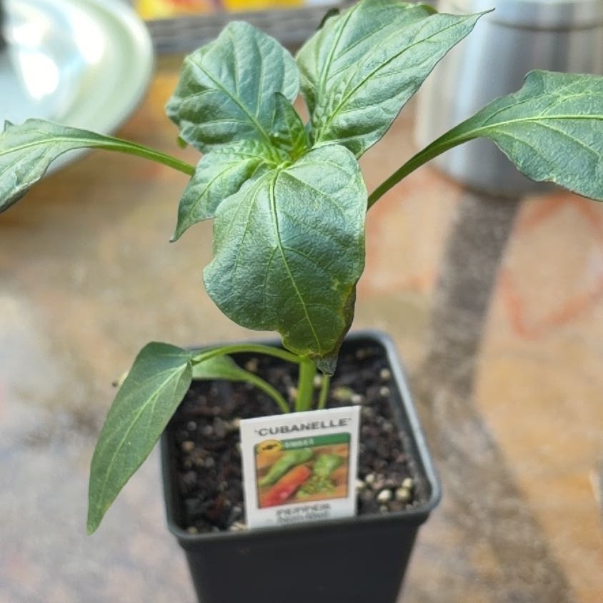 Photo of the plant species Cubanelle Pepper by @ChirpyGrass24 named Eva on Greg, the plant care app