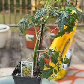 Photo of the plant species Patio Choice Yellow Tomato by @ChirpyGrass24 named Marley on Greg, the plant care app