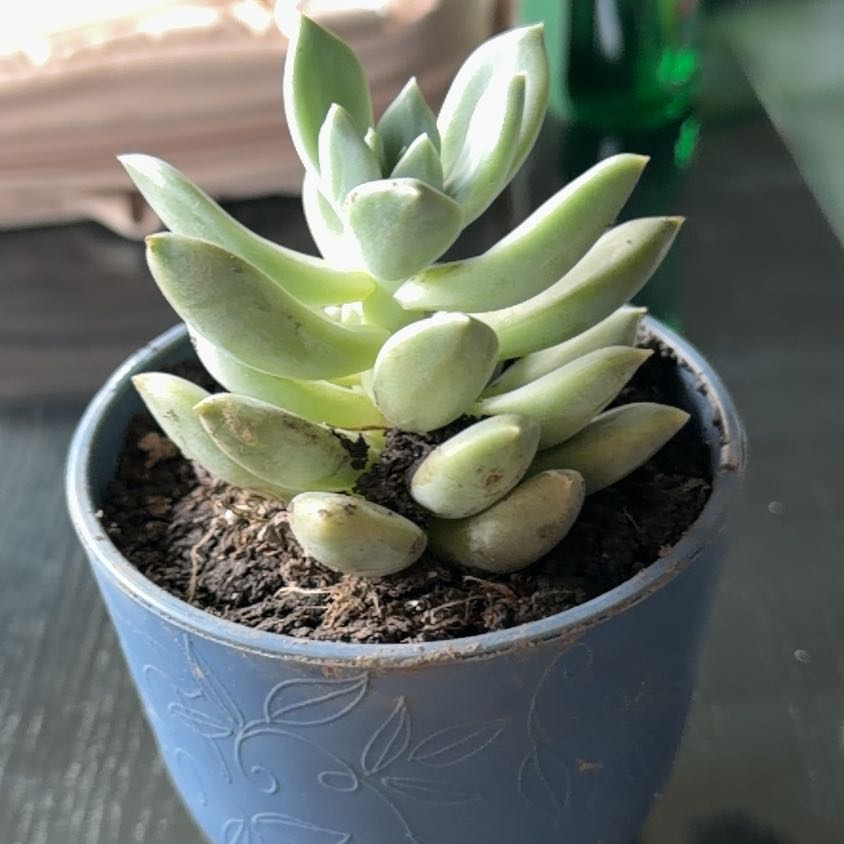 Photo of the plant species Pachyphytum longifolium by @LadyRedclaws89 named Pax on Greg, the plant care app
